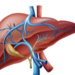 লিভার সুস্থ রাখতে যা করবেন