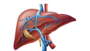 লিভার সুস্থ রাখতে যা করবেন